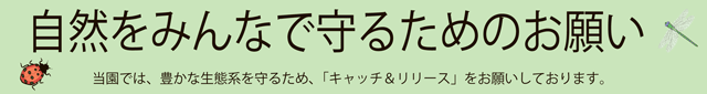 キャッチ＆リリース
