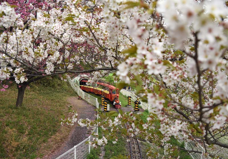 桜の中を走るミニSL